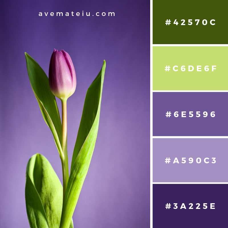 Pink Tulip Flower Color Palette #181 Color combination, Color pallets, Color palettes, Color scheme, Color inspiration, Colour Palettes, Art, Inspiration, Vintage, Bright, Blue, Warm, Dark, Design, Yellow, Green, Grey, Red, Purple, Rustic, Fall, Autumn, Winter, Spring 2019, Nature, Spring, Summer, Flowers, Sunset, Sunrise, Pantone https://avemateiu.com/color-palettes/
