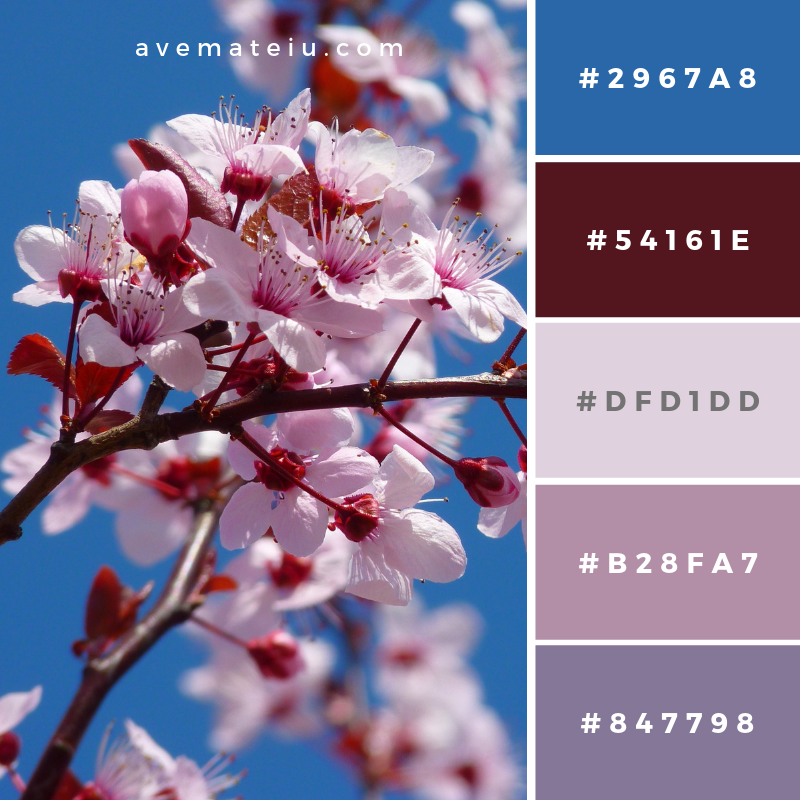 Photo of Cherry Blossom Color Palette #185 Color combination, Color pallets, Color palettes, Color scheme, Color inspiration, Colour Palettes, Art, Inspiration, Vintage, Bright, Blue, Warm, Dark, Design, Yellow, Green, Grey, Red, Purple, Rustic, Fall, Autumn, Winter, Spring 2019, Nature, Spring, Summer, Flowers, Sunset, Sunrise, Pantone https://avemateiu.com/color-palettes/