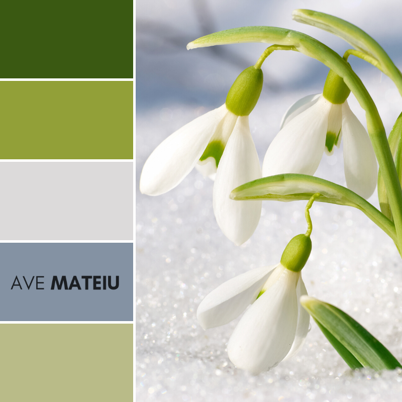 Spring snowdrop flowers Color Palette 367 - Spring 2020, color palette, color palettes, colour Palettes, color scheme, color inspiration, color combination, art tutorial, collage, digital art, canvas painting, wall art, home painting, photography, weddings by color, inspiration, vintage, wallpaper, background, rustic, seasonal, season, natural, nature