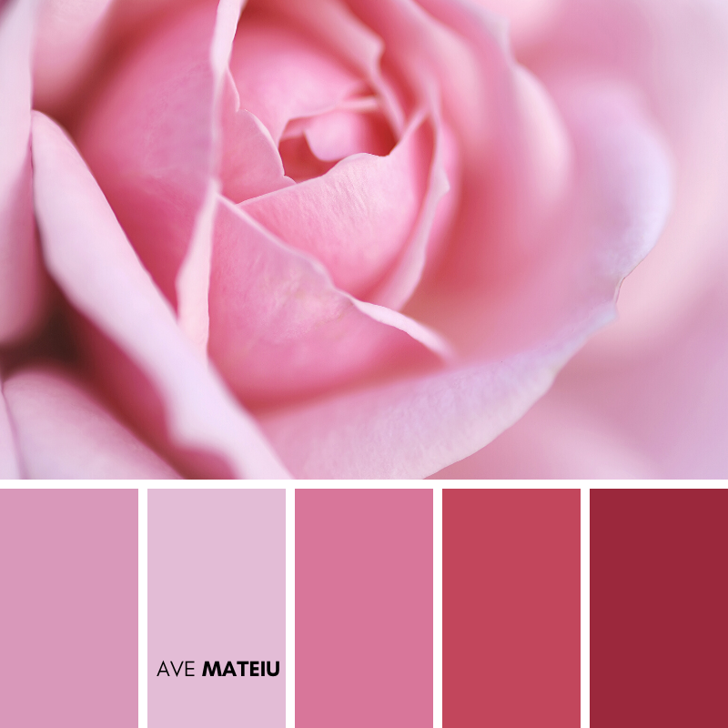 Pink Rose Close up Color Palette 370 - Spring 2020, color palette, color palettes, colour palettes, color scheme, color inspiration, color combination, art tutorial, collage, digital art, canvas painting, wall art, home painting, photography, weddings by color, inspiration, vintage, wallpaper, background, rustic, seasonal, season, natural, nature