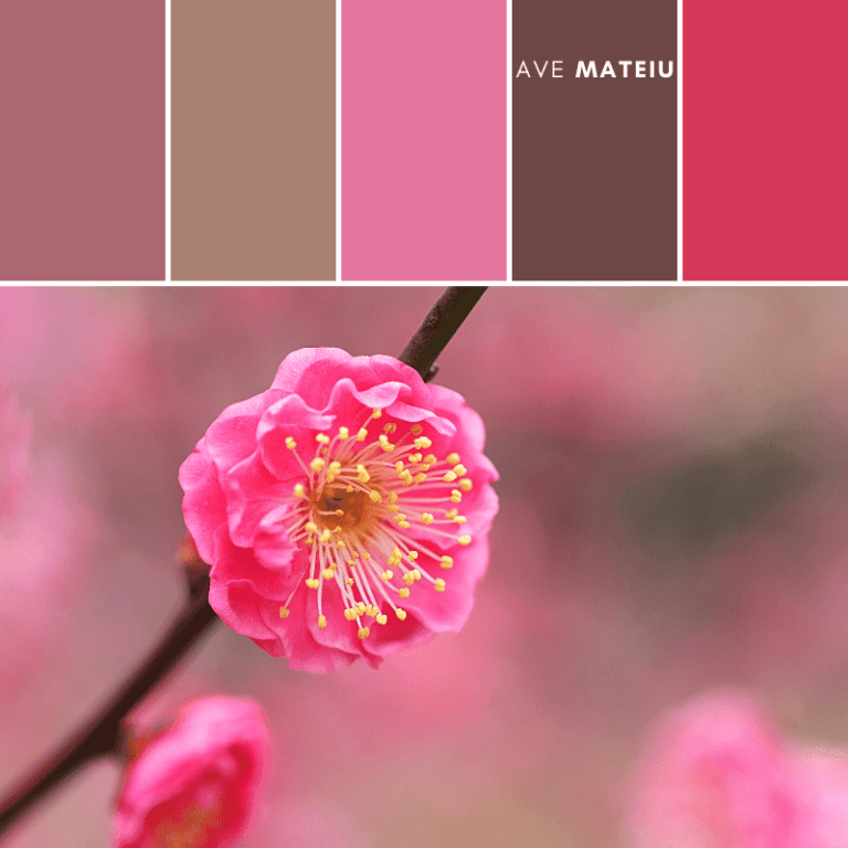 Image featuring a pink plum blossom with a elegant pink and brown color scheme with a pop of yellow color palette