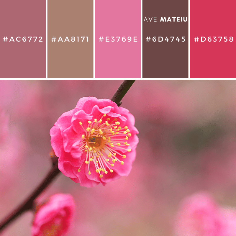 Image featuring a pink plum blossom with a elegant pink and brown color scheme with a pop of yellow color palette and hex codes