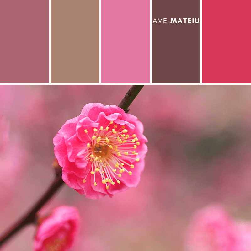 Image featuring a pink plum blossom with a elegant pink and brown color scheme with a pop of yellow color palette