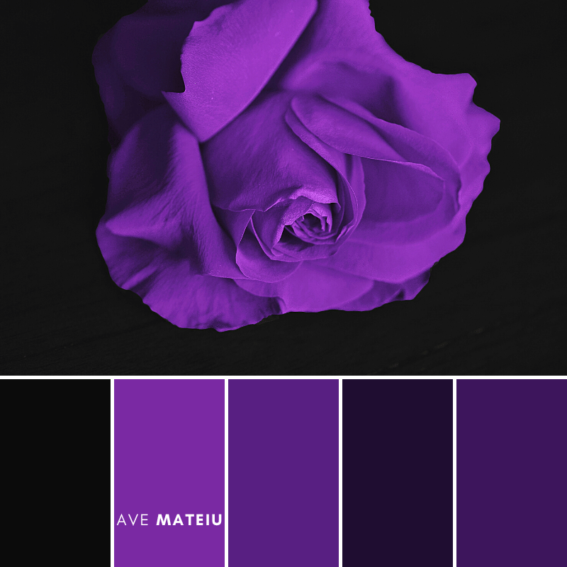 Image featuring featuring the color palette that has the next colors: deep blacks, vibrant purples, and bold magentas.